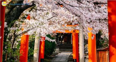 Du lịch Nhật Bản Mùa Hoa Anh Đào 2023 (đặt càng SỚM, giá càng RẺ)